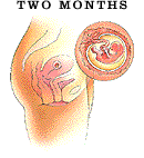fetal development