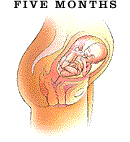 fetal development