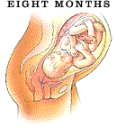 fetal development